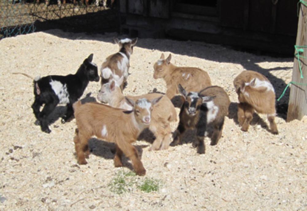 Mini cabras enanas
